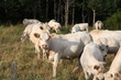 Vache bovin bétail dans le nature Vache bovin bétail dans le nature