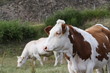 Tête de Vache bovin bétail dans le nature Tête de Vache bovin bétail dans le nature