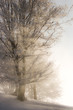 Winter light