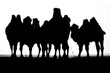 Camel heard