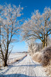 Winterwald