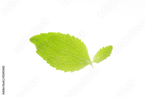 Photo: Stevia Rebaudiana-Süsskraut Stevia Rebaudiana-Süsskraut