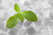 Stevia Rebaudiana-Süsskraut