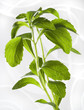 Stevia Rebaudiana-Süsskraut Stevia Rebaudiana-Süsskraut