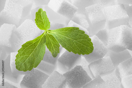 Foto: Stevia Rebaudiana-Süsskraut Stevia Rebaudiana-Süsskraut