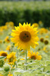 Sonnenblumen-Smiley