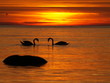 Swans making romance