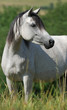 white arabian mare white arabian mare