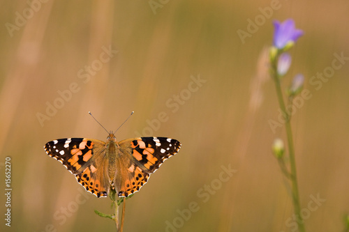 Photo: Distelfalter in der Wiese Distelfalter in der Wiese