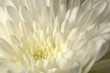 Chrysanthemum macro