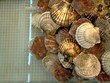 seafood
