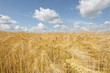 Foto: Weizen Weizen