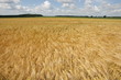 Foto: Weizen Weizen