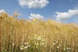 Foto: Weizen Weizen