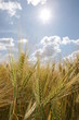 Foto: Weizen Weizen