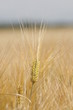 Foto: Weizen Weizen