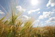 Foto: Weizen Weizen