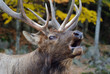 Wapiti