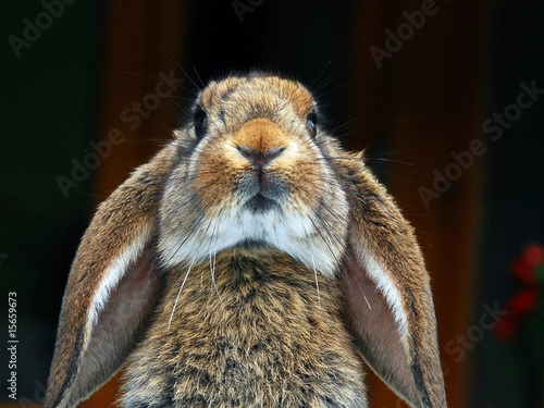 Foto: Osterhase Osterhase