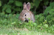 Hase
