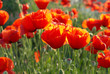 Field of poppies