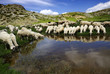 Sheep on the Bistra mountain drinking water on the glacier lake Sheep on the Bistra mountain drinking water on the glacier lake