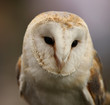 Portrait of a Barn Owl