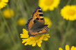 The Flower Butterfly