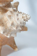 Conch seashell Conch seashell