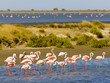 flamingos, Parc Regional de Camargue, Provence, France