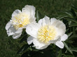 pretty white peony