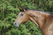 Photo en ligne au meilleur prix portrait of brown arabian mare