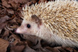 Pygmy hedgehog