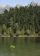 A sapling in the water with the shore behind