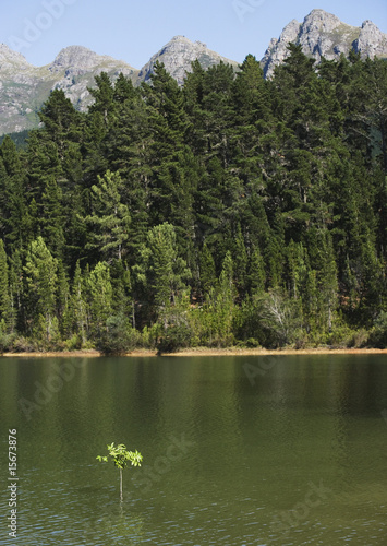 Photo: A sapling in the water with the shore behind A sapling in the water with the shore behind