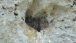 Gheppi,falco tinnunculus