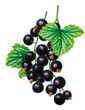 Schwarze Johannisbeeren
