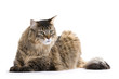 Cat sitting and looking, Maine coon