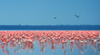 flocks of flamingo