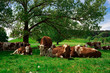 Cattle herd at rest
