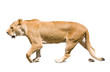 Lioness walking over white background