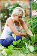 Foto: Young lady gardening Young lady gardening