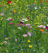 Blumenwiese
