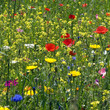 canvas print picture - Blumenwiese