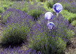 Lavendel, Hidcote Blue