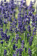Lavendel, Lavendula, Hidcote Blue