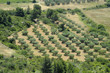 plantation d'oliviers