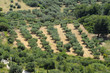 plantation d'oliviers