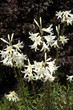 Madonnen-Lilie, Lilium candidum