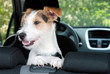 Hund im Auto